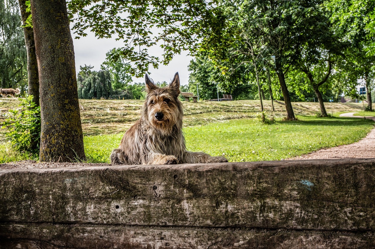 Dog Travel