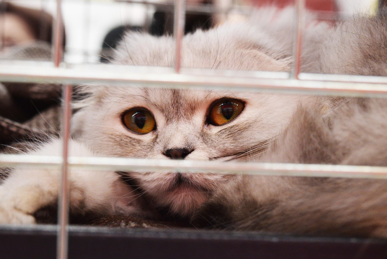 Lost Pet Abroad