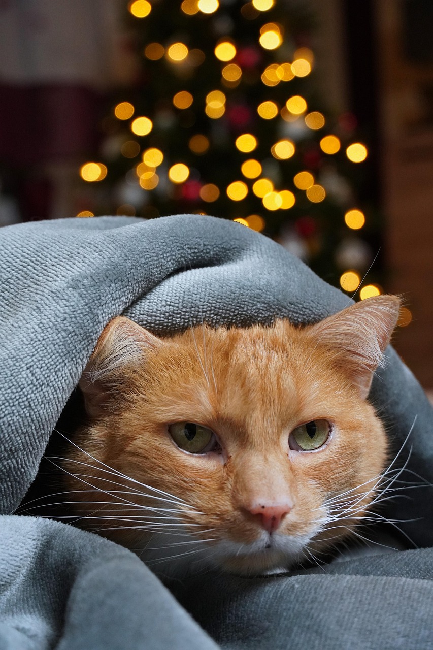 Pet Anxiety