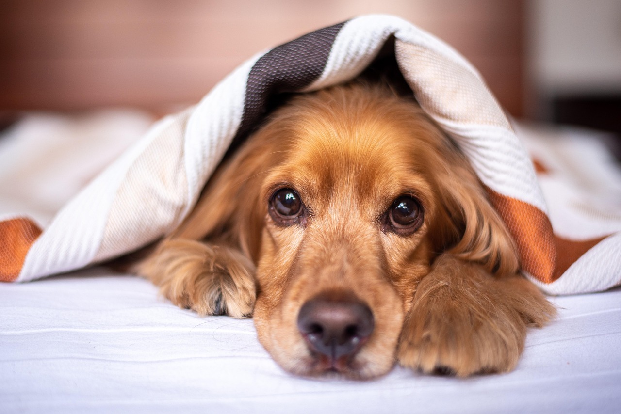 Pet Beds