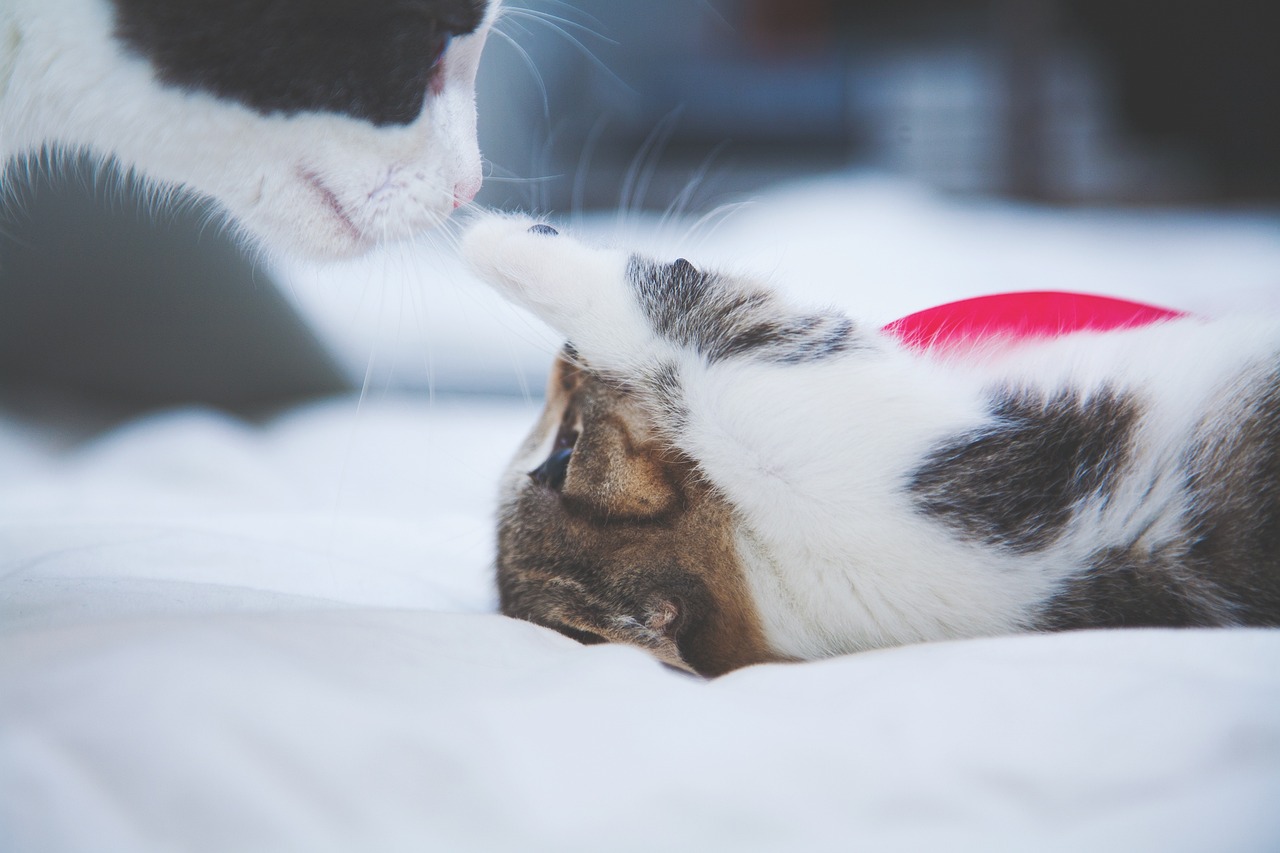 Pet Beds