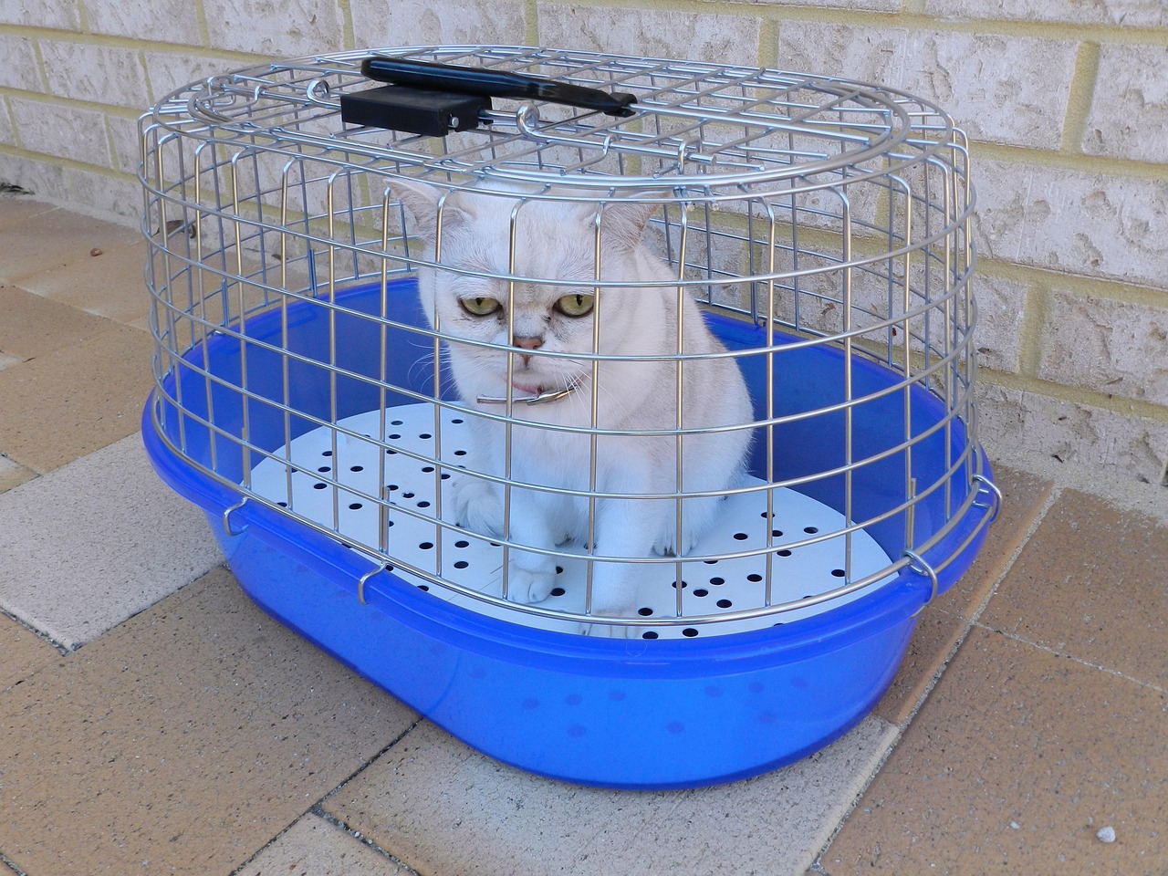Pet Carriers