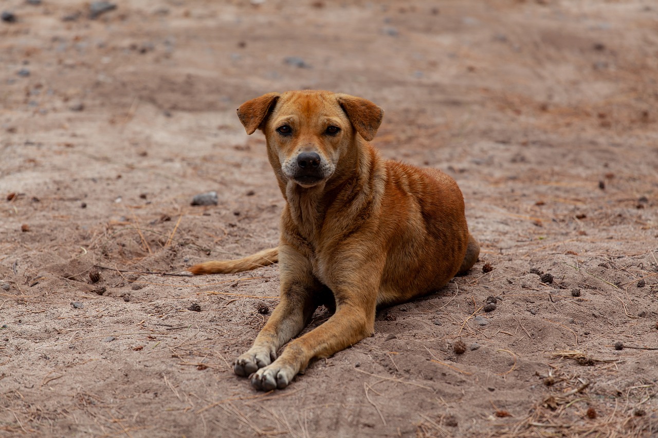 Pets On Vacation